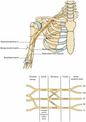 Review of rehabilitation protocols for brachial plexus injury